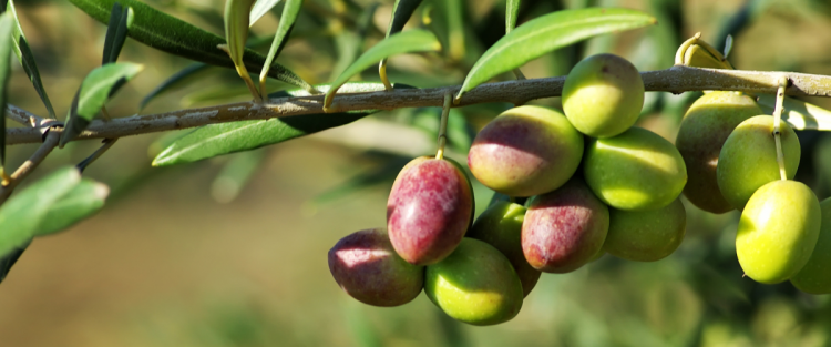 Come si produce l'olio extravergine di oliva: raccolta ed estrazione
