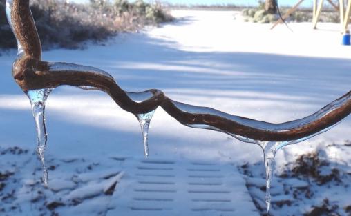 Conseguenze in Italia delle gelate di aprile 2017