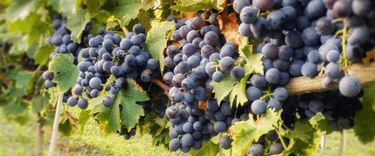 Cantine Aperte 2018 in Calabria