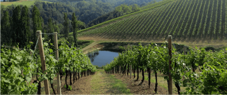 Cantine Aperte 2018 in Emilia Romagna
