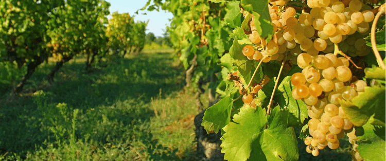Cantine Aperte 2018 in Liguria