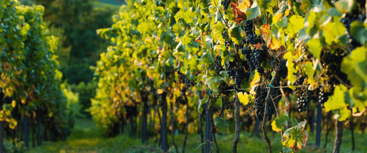 Enoturismo: al via il quadro normativo