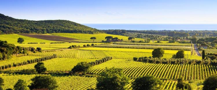 Alla scoperta di Bolgheri, la California d'Italia