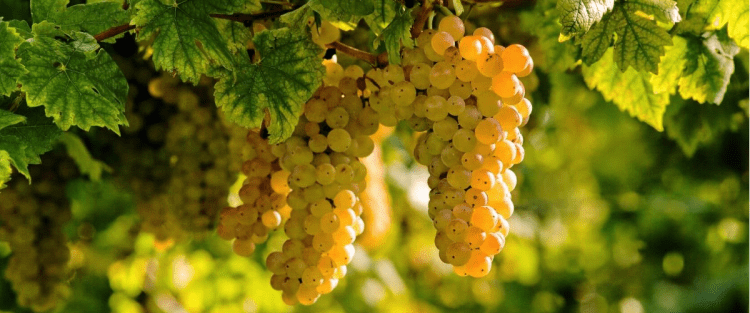 Nelle annate difficili la differenza tra i vini la fa la conoscenza