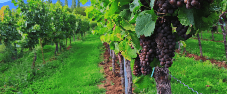 Cantine Aperte 2018 in Abruzzo