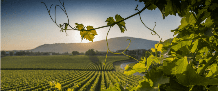 Cantine Aperte 2018 in Basilicata