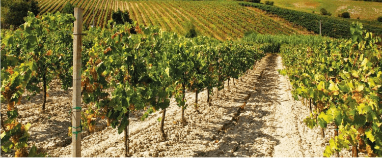 Cantine Aperte 2018 in Friuli Venezia Giulia