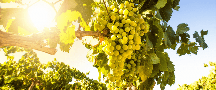 Cantine Aperte 2018 nel Lazio
