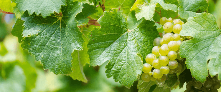 Cantine Aperte 2018 in Lombardia