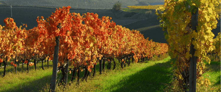 Cantine Aperte 2018 nelle Marche