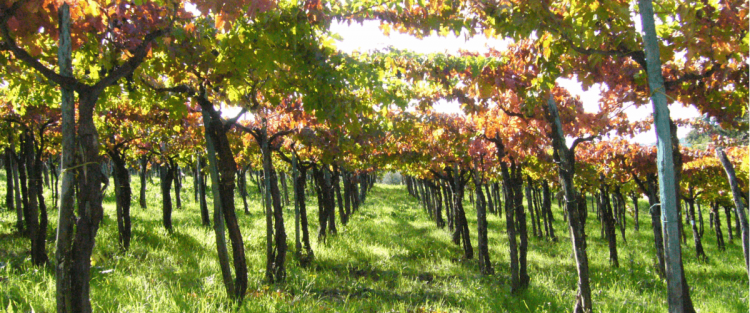 Cantine Aperte 2018 in Piemonte