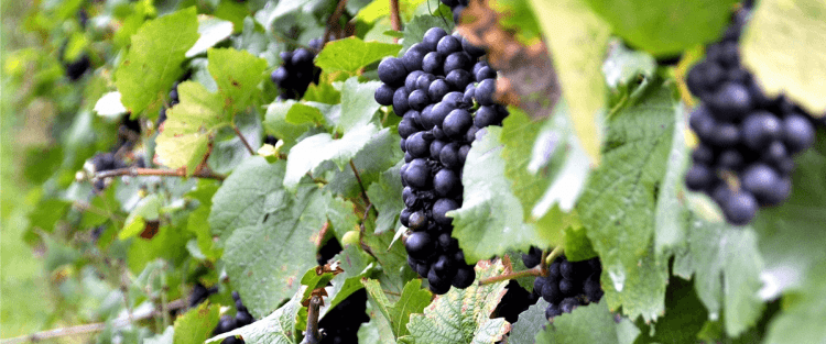 Cantine Aperte 2018 in Puglia