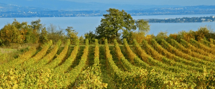 Cantine Aperte 2018 in Sardegna