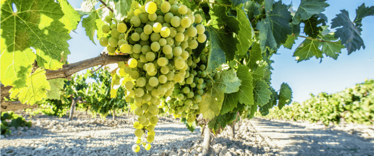 Cantine Aperte 2018 in Toscana