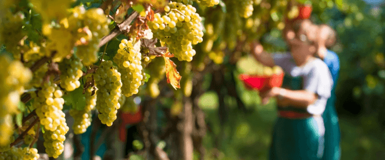 Cantine Aperte 2018 in Trentino Alto Adige