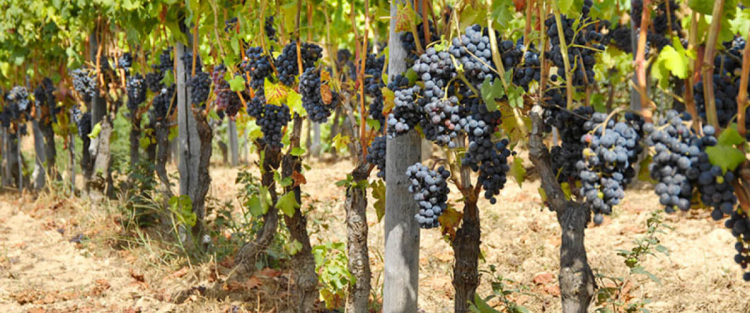 Cantine Aperte 2018 in Veneto