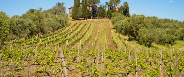 Cantine Aperte in Vendemmia 2018 nel Lazio