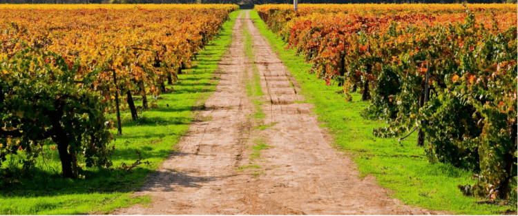 I vini sulla Via Francigena: viaggio in Valle d'Aosta e Piemonte