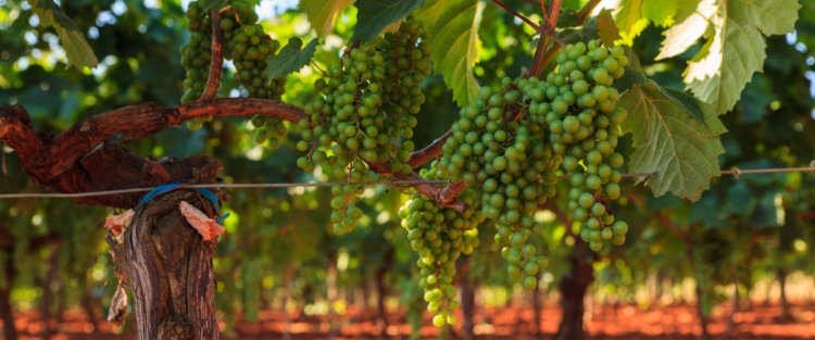 Storia della Malvasia