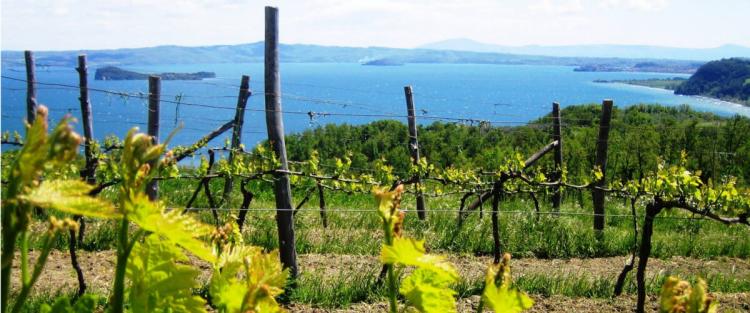 I vini naturali del Lazio