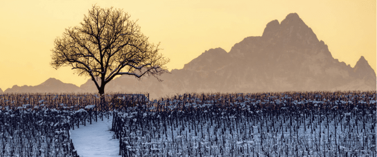 Vendemmia 2017: la più scarsa dal 1947