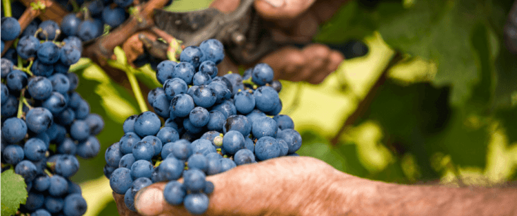 Assoenologi chiede la modifica della data di inizio vendemmia