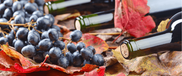 Come è andata la vendemmia 2017 in Piemonte