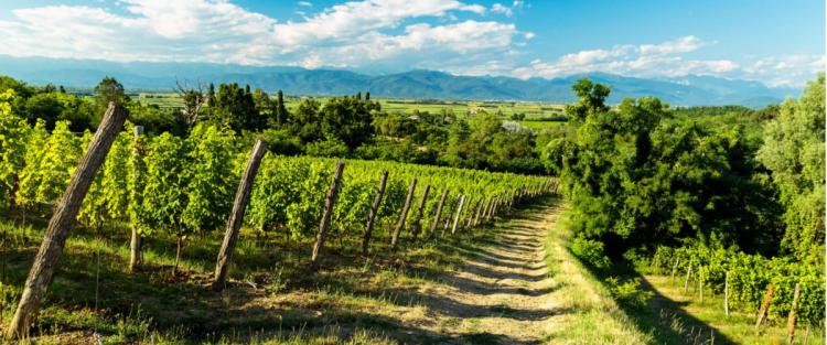 Enoturismo: i vini lungo la Via Postumia