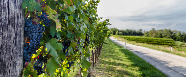 I vini lungo la Via Salaria e la Via Traiana: itinerario Lazio – Marche