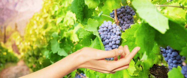 Vendemmia 2022: si prevede una qualità sorprendente