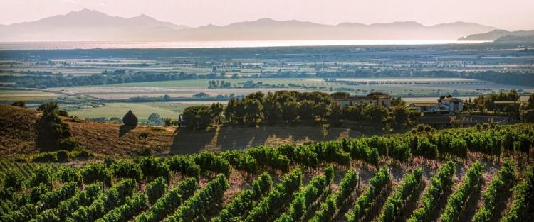 Previsioni per la vendemmia 2022 in Maremma toscana