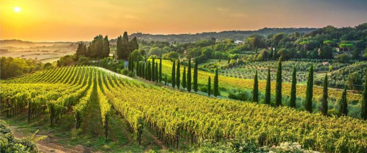 Il cambiamento climatico influisce sulla vendemmia 2022