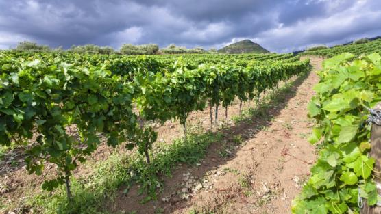 Al via la vendemmia 2022 in Sicilia