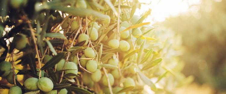 Le varietà di olivo in Italia: le cultivar