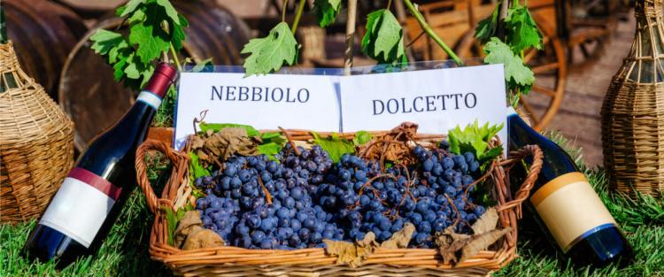 Alla scoperta del Dolcetto