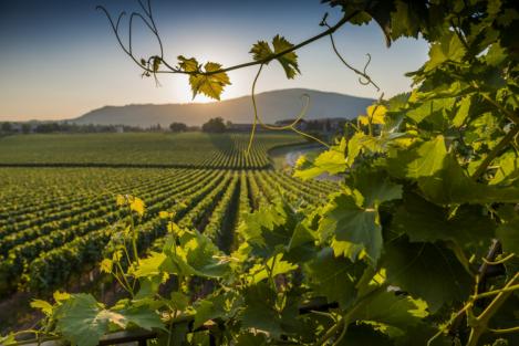 Veneto: prima regione produttrice di vino
