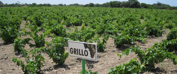 Il Grillo: non più solo Marsala