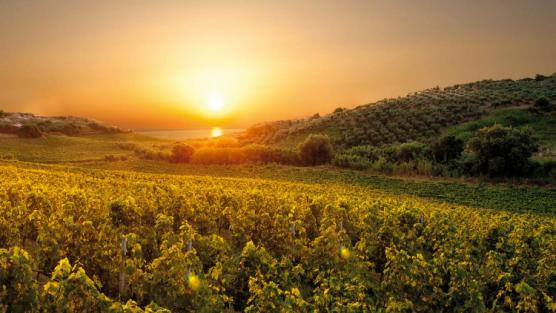 Il Gaglioppo e il vino Cirò