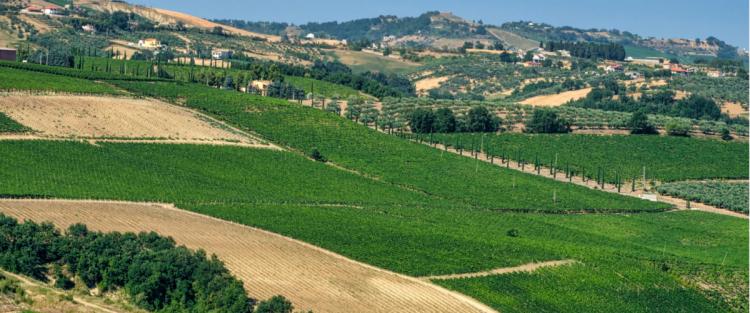 Il Montepulciano d'Abruzzo
