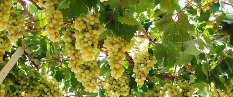 Il Trebbiano