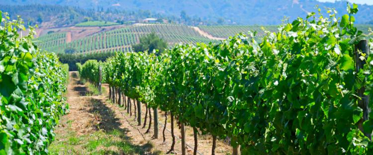 Il mercato del vino in Cile nell'era del Covid