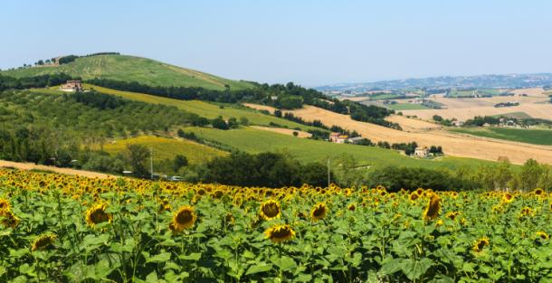 Il vino nelle Marche: non più solo Verdicchio