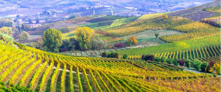 La biodiversità della vite come risorsa culturale