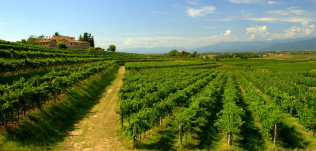 La Ribolla Gialla in Friuli