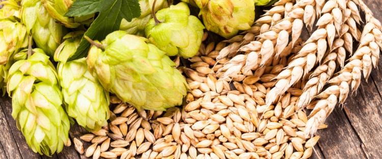 Il luppolo nella birra