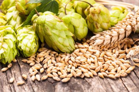 Il luppolo nella birra