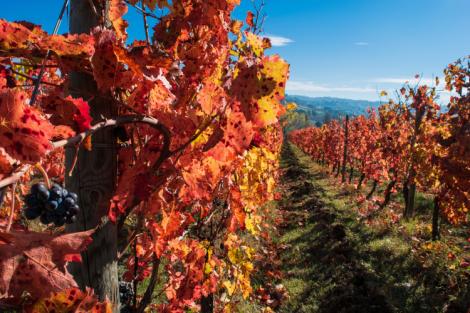 Il Sagrantino di Montefalco