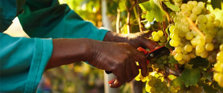 Previsioni per la vendemmia 2019