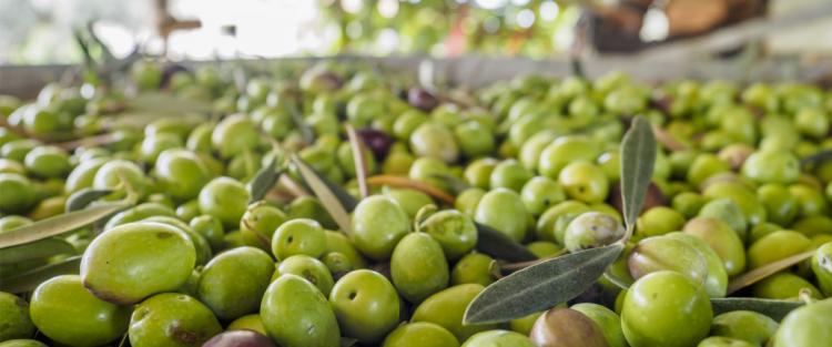 Primi dati sulla campagna olearia in provincia di Latina