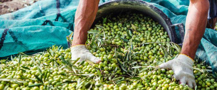 Primi dati sulla raccolta 2019 delle olive in Italia